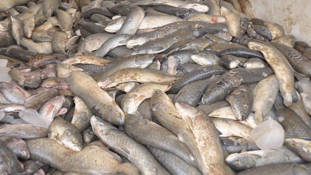 les quantités importées de poissons sont en nette croissance sur les 5 dernières années, avec plus de 42 000 tonnes