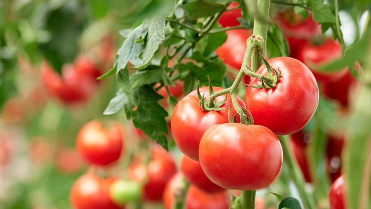La secteur de la tomate est affecté par la crise sanitaire.