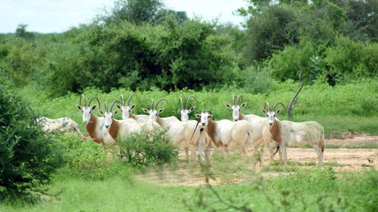 Les Oryx Algazelles ont été réintroduites en 1999 au Sénégal. 