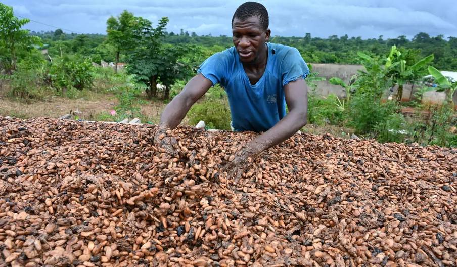Le prix du cacao dépasse pour la première fois 10.000 dollars la tonne