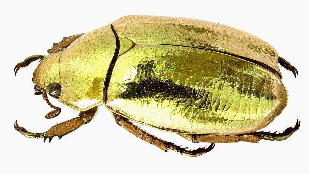 Le scarabée de noël ou Anaplognathus aureus.