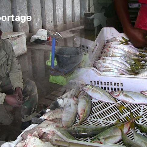Mauritanie: des industriels de la pêche soutiennent la politique visant un large accès aux poissons
