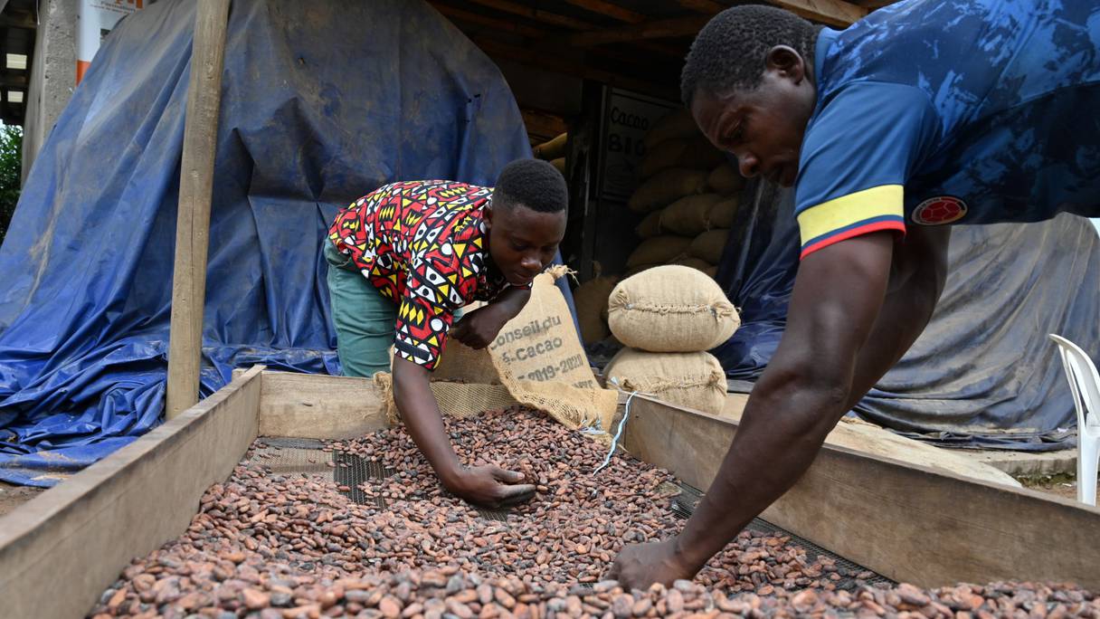 Des producteurs de cacao ivoiriens remplissent des sacs de cacao biologique à l'entrepôt du collectif local d'agriculteurs, la Société coopérative équitable du Bandama (SCEB) à M'brimbo, un village du centre de la Côte d'Ivoire près de Tiassale, le 19 avril 2021.