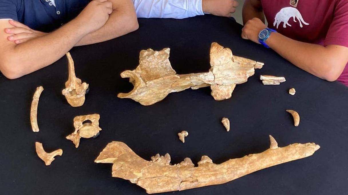 Les os du specimen de la nouvelle espèce de baleine trouvée en Egypte.