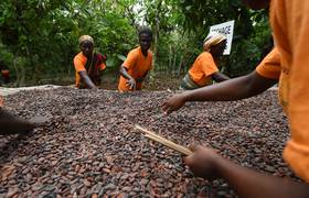 Des fèves de cacao dans une plantation en Côte d'Ivoire.