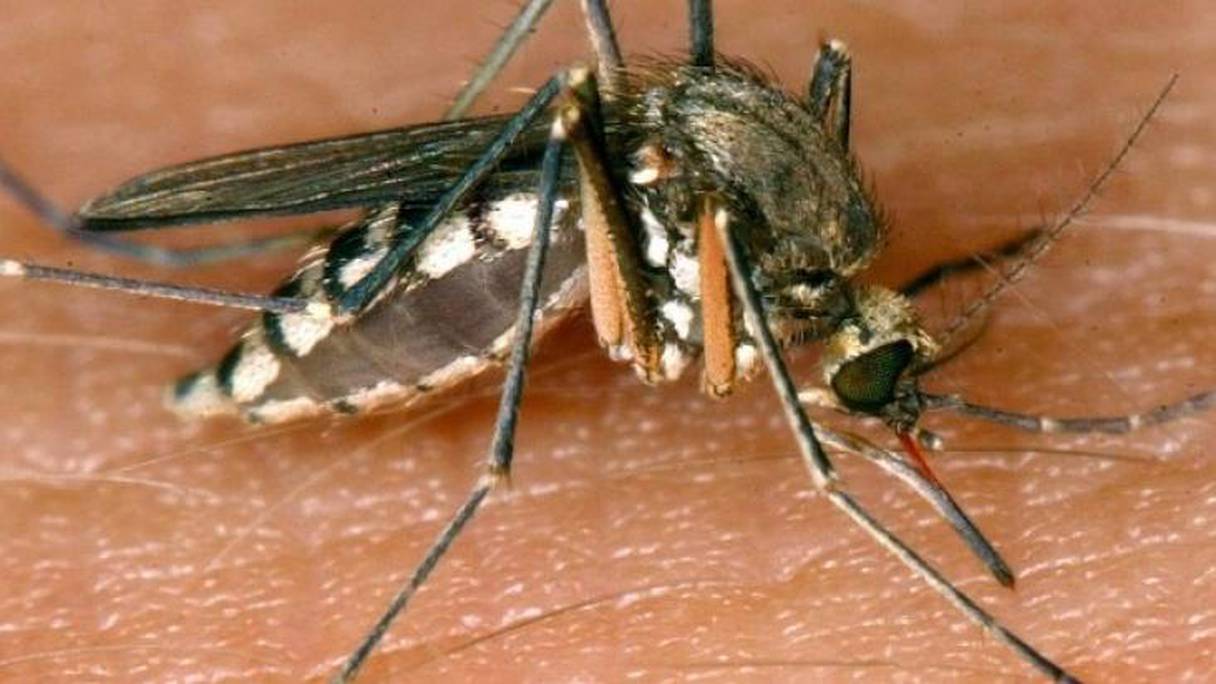 La plasmodium, parasite responsable du paludisme se transmet par la piqûre de moustiques infectés.