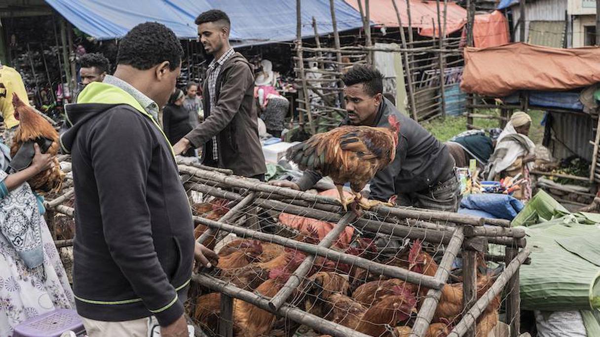 Marché de poulets vifs dans le district de Shola à Addis Abeba, à la veille du nouvel an éthiopien le 11 septembre.