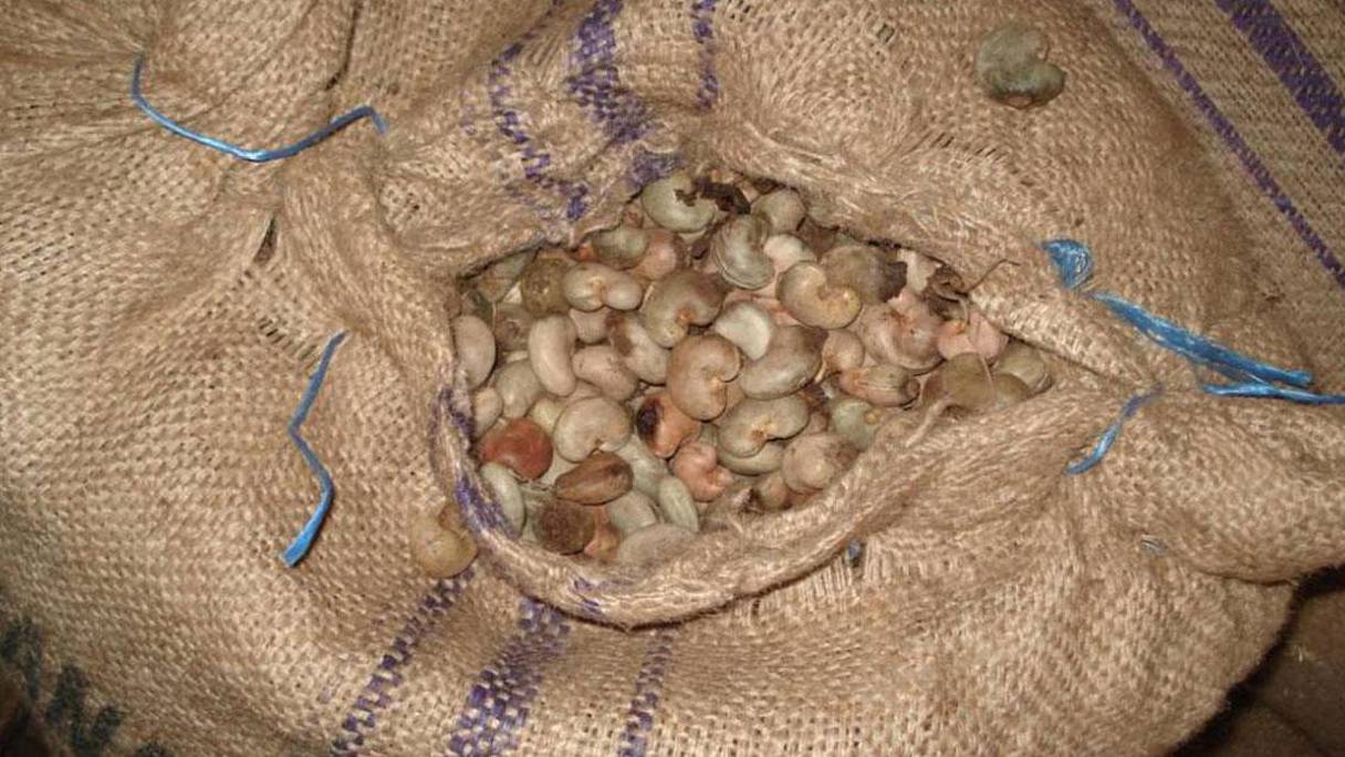  La production annuelle d’anacardes au Burkina Faso  est estimée à plus de 50 000 tonnes