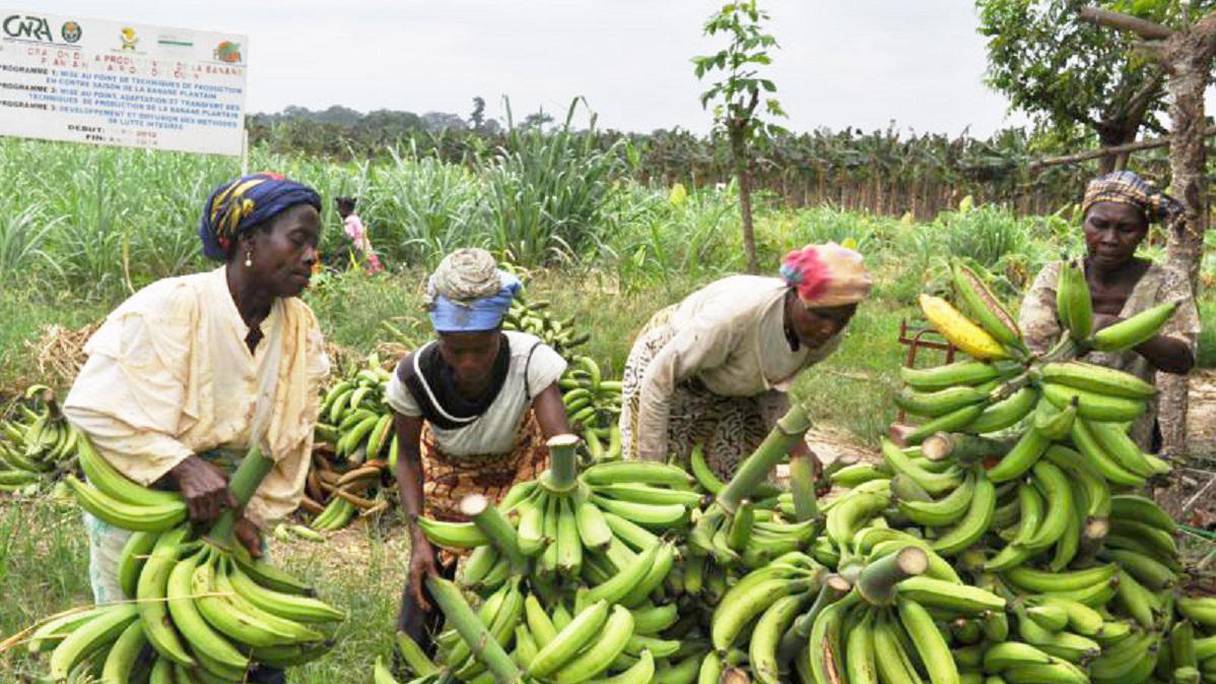 2017 est une mauvaise année pour la banane camerounaise.