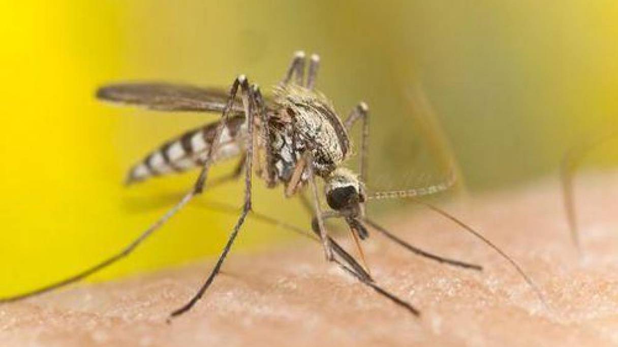 Le moustique anophèle vecteur du paludisme.