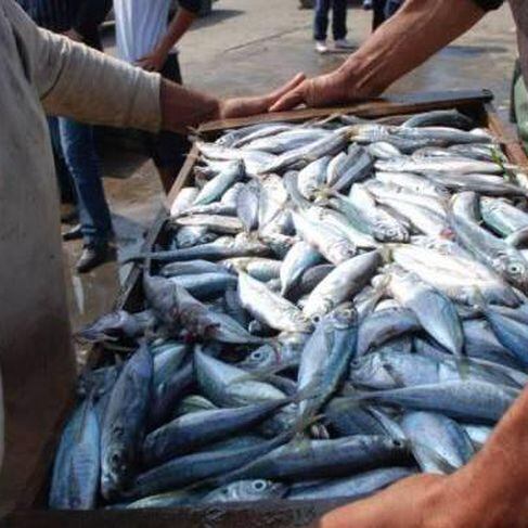 Algérie. Pénurie de poissons: le prix du kilo de sardine atteint 9 dollars