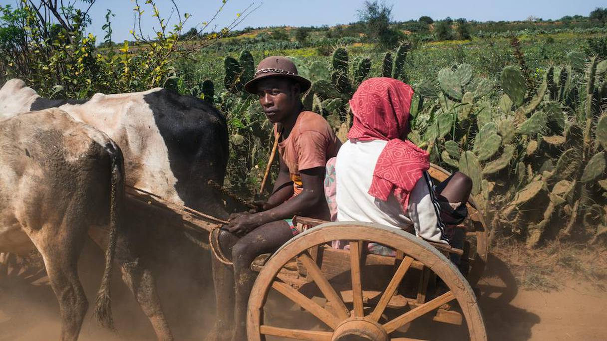 Des Malgaches sur une charrette tirée par des zébus entre Ambovombe et Amboasary Atsimo, dans le sud du pays, le 3 septembre 2021.
