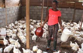 Cameroun, aviculture, entrepreneuriat