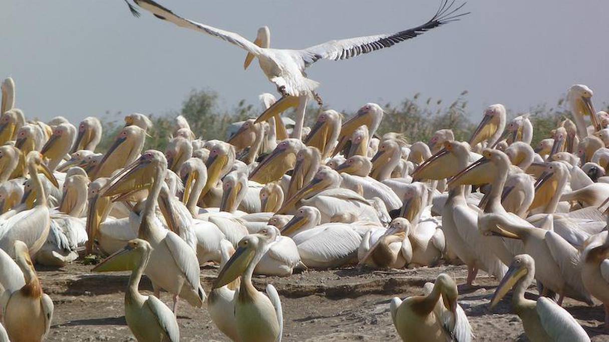 Les pélicans viennent de partout dans le monde pour se reproduire au Parc national de Djoudj. 