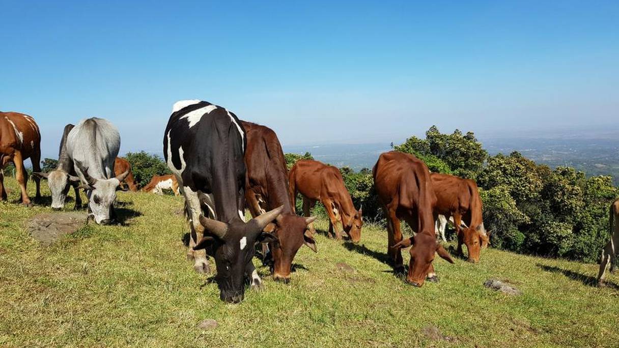 Les vaches sont surtout les vecteurs du virus de la "Fièvre de la vallée du Rift". 
