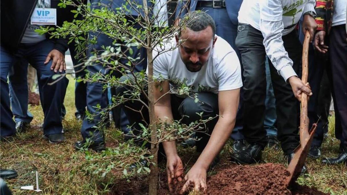 Le Premier ministre Abiy Ahmed plantant un arbre dans le cadre du plan "Héritage vert", le 29 juillet 2019.
