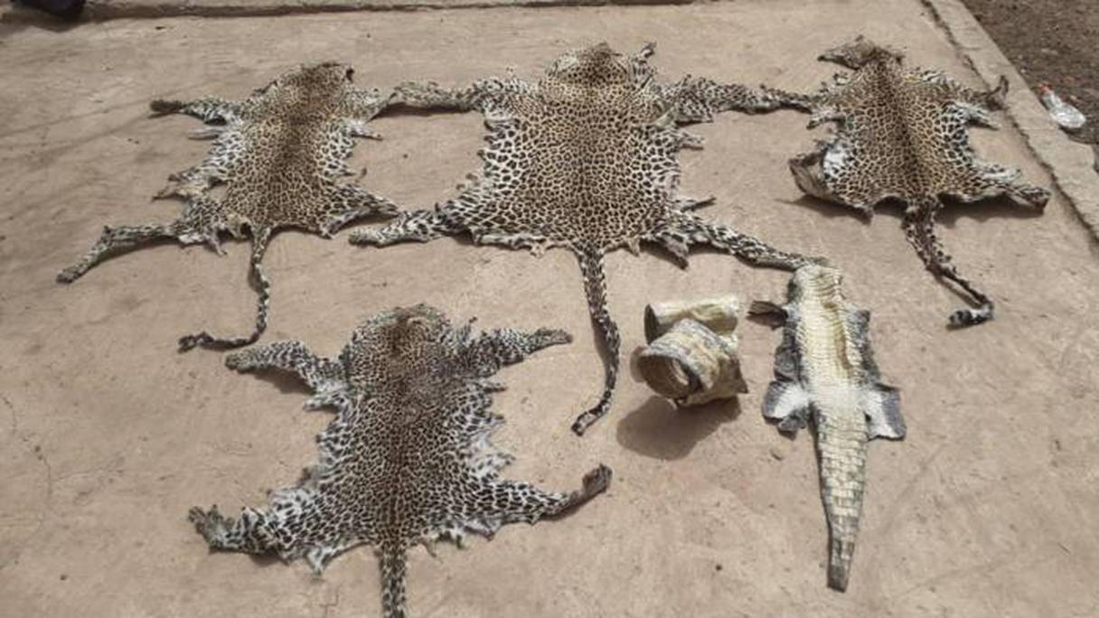 Saisie de peaux d’animaux au Sénégal.