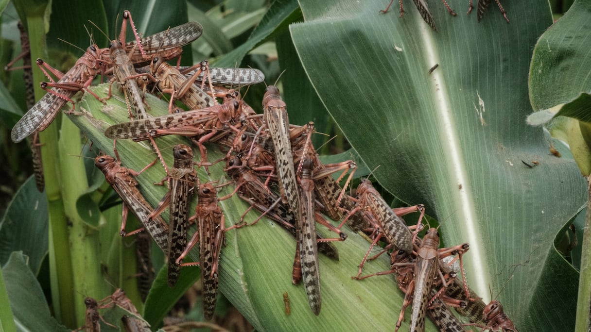 Un essaim de criquets ravageant des champs de maïs au Kenya en 2021