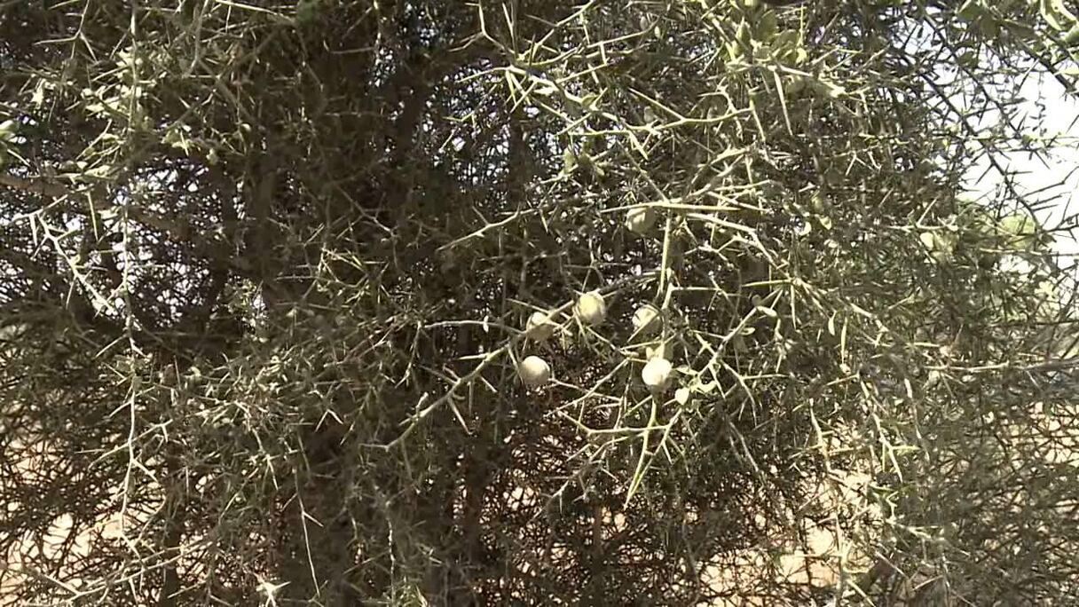 Le "toogga" ou "soump en wolof", Balanites aegyptiaca, est l'une des plantes les plus fréquentes dans les zones semi-désertiques du Sahel.