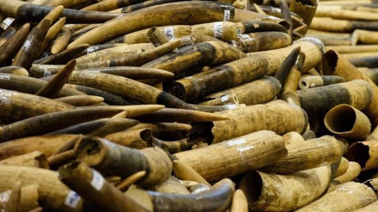 Trafic d'ivoire