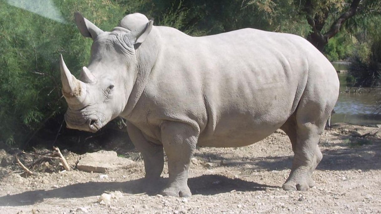 Le rhinocéros blanc est menacé de disparition.