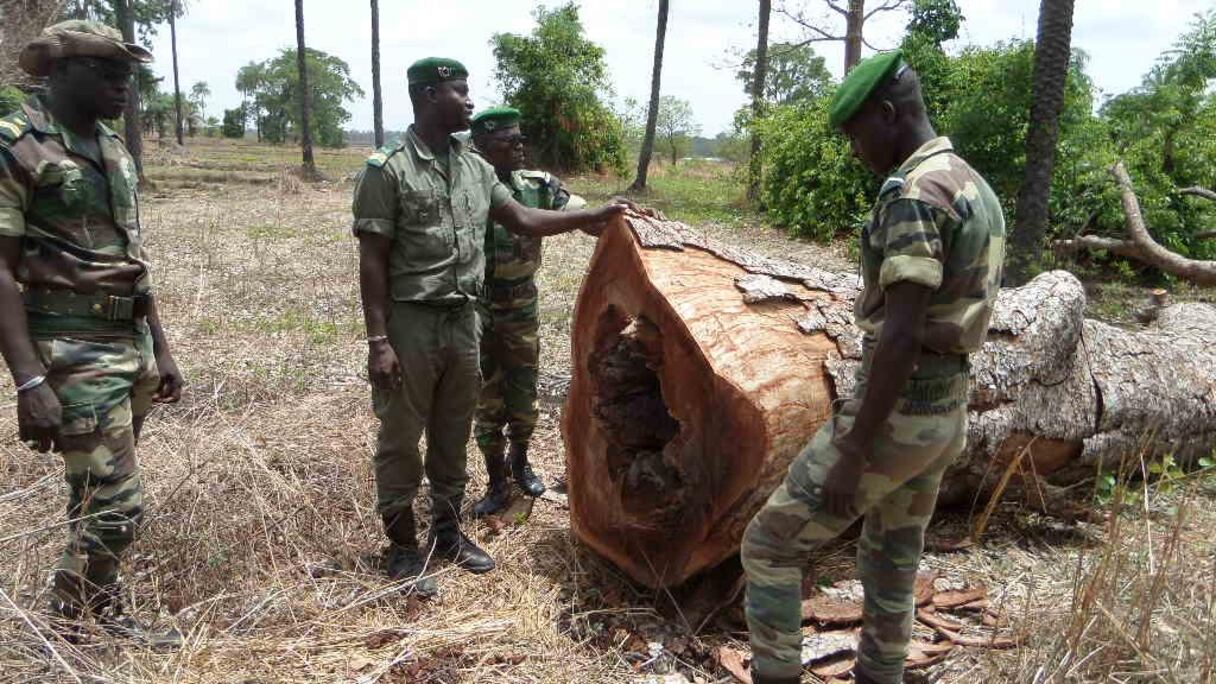 La massacre du 6 janvier serait lié à un vaste trafic de bois.