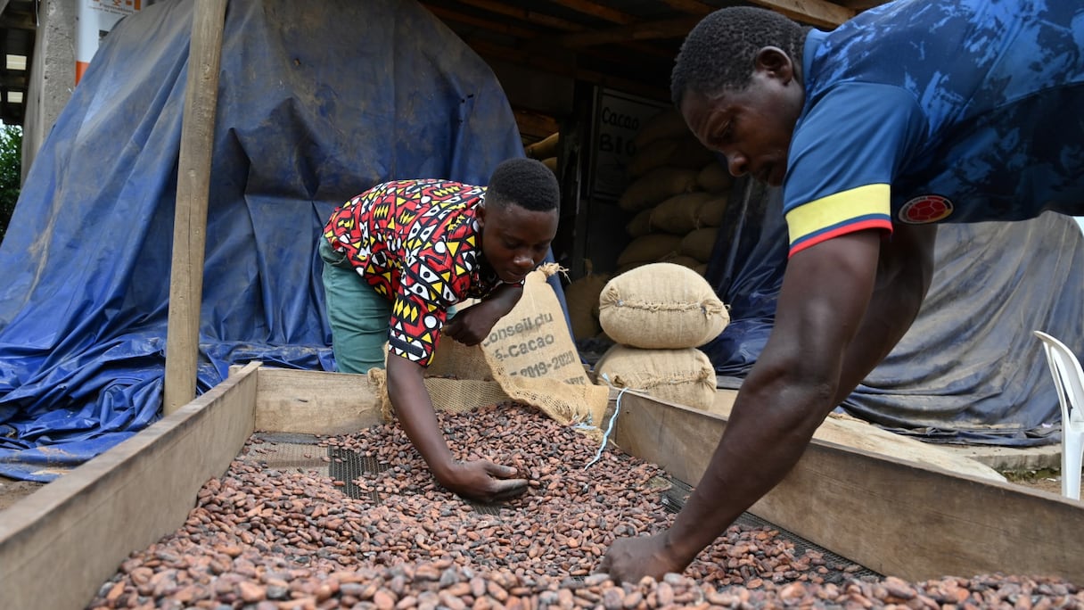 Des producteurs de cacao ivoiriens remplissent des sacs de cacao biologique à l'entrepôt du collectif local d'agriculteurs, la Société coopérative équitable du Bandama (SCEB) à M'brimbo, un village du centre de la Côte d'Ivoire près de Tiassale, le 19 avril 2021.