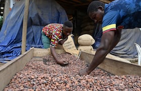 Des producteurs de cacao ivoiriens remplissent des sacs de cacao biologique à l'entrepôt du collectif local d'agriculteurs, la Société coopérative équitable du Bandama (SCEB) à M'brimbo, un village du centre de la Côte d'Ivoire près de Tiassale, le 19 avril 2021.