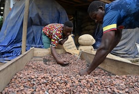 Des producteurs de cacao ivoiriens remplissent des sacs de cacao biologique à l'entrepôt du collectif local d'agriculteurs, la Société coopérative équitable du Bandama (SCEB) à M'brimbo, un village du centre de la Côte d'Ivoire près de Tiassale, le 19 avril 2021.