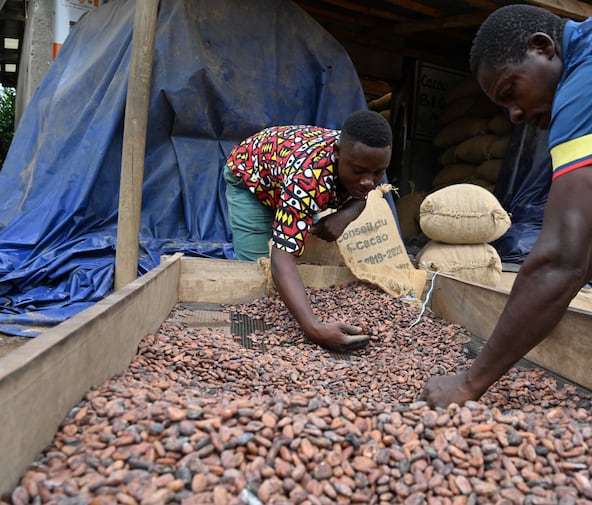Des producteurs de cacao ivoiriens remplissent des sacs de cacao biologique à l'entrepôt du collectif local d'agriculteurs, la Société coopérative équitable du Bandama (SCEB) à M'brimbo, un village du centre de la Côte d'Ivoire près de Tiassale, le 19 avril 2021.