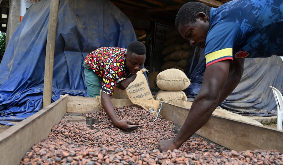 Des producteurs de cacao ivoiriens remplissent des sacs de cacao biologique à l'entrepôt du collectif local d'agriculteurs, la Société coopérative équitable du Bandama (SCEB) à M'brimbo, un village du centre de la Côte d'Ivoire près de Tiassale, le 19 avril 2021.