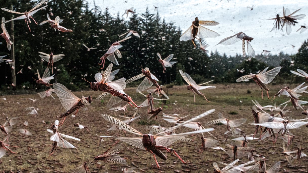 Un essaim de criquets pèlerins à Meru, au Kenya en février 2021