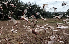 Un essaim de criquets pèlerins à Meru, au Kenya en février 2021