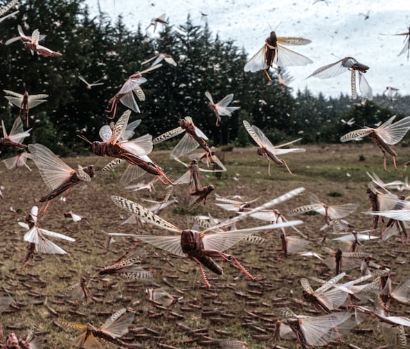 Un essaim de criquets pèlerins à Meru, au Kenya en février 2021