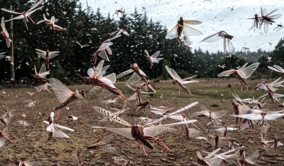 Un essaim de criquets pèlerins à Meru, au Kenya en février 2021