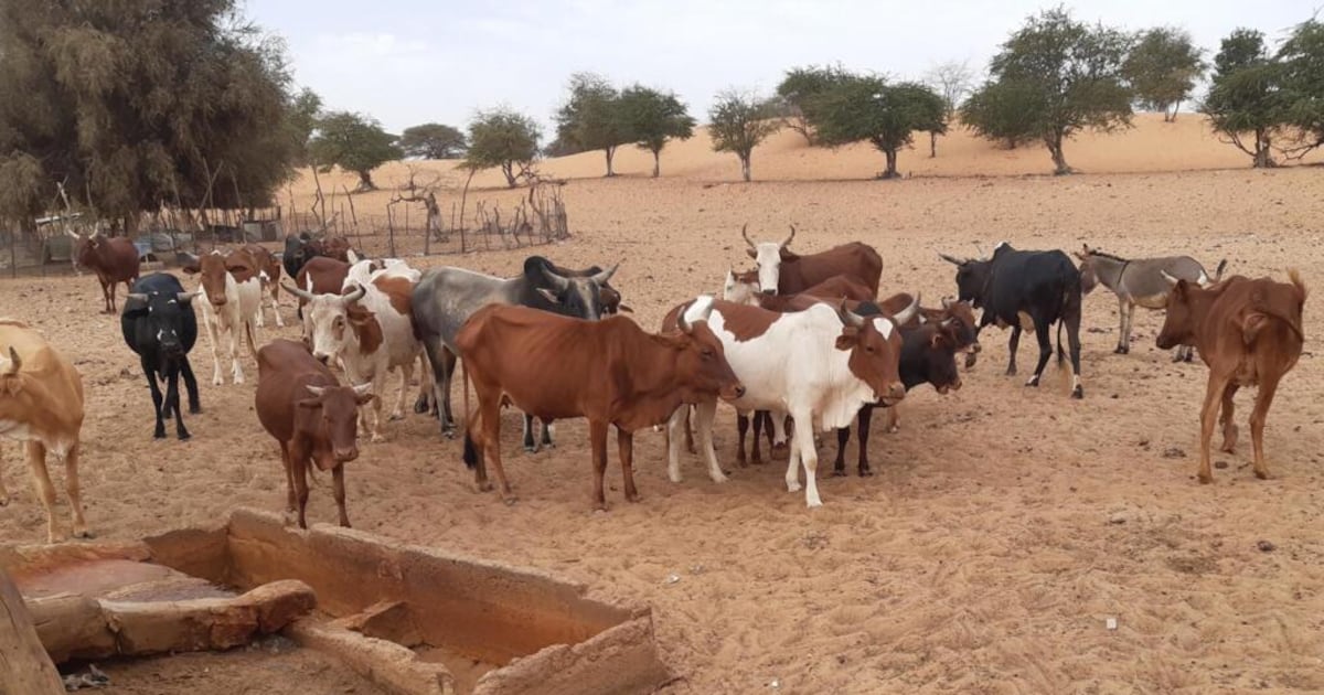 Sénégal: le bilan de la fièvre de la vallée du Rift s’alourdit à 10 ...