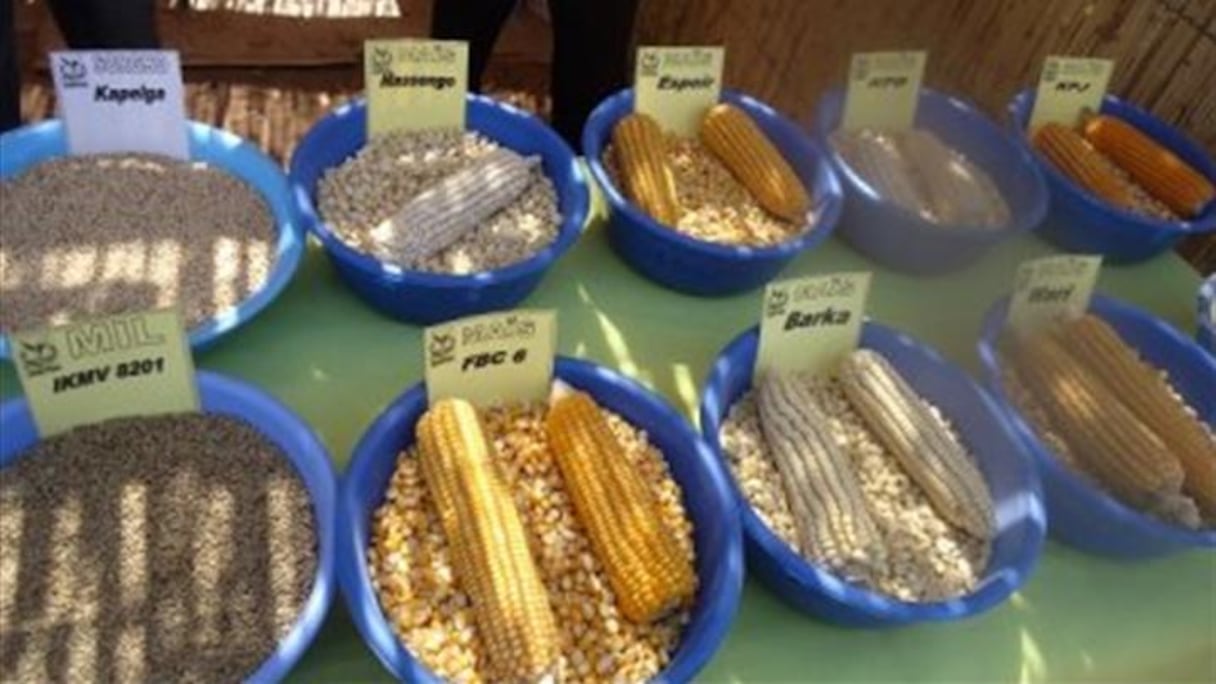 FIBO:Une vitrine de l’agroalimentaire dans la sous-région