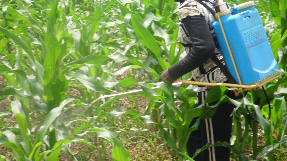 Traitement d'un champ de mil au Cameroun