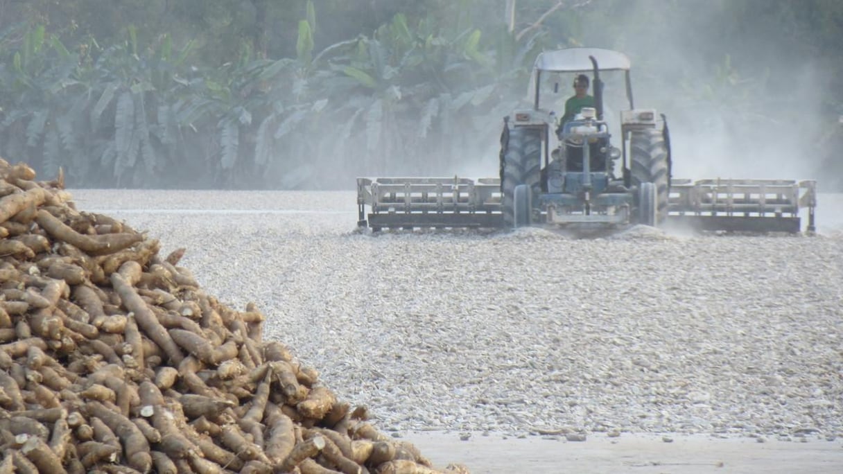 Si l'on ne prend garde, l'attiéké pourrait quitter définitivement le continent. Pour le moment, la Chine tire plus profit du manioc que les Africains.