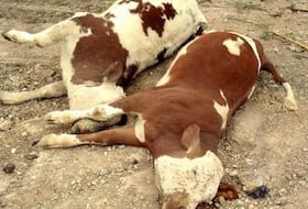 La fièvre aphteuse qui se déclare en Algérie risque de contaminer les pays avoisinants.