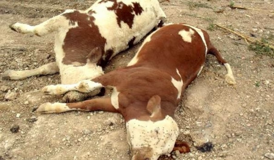 La fièvre aphteuse qui se déclare en Algérie risque de contaminer les pays avoisinants.