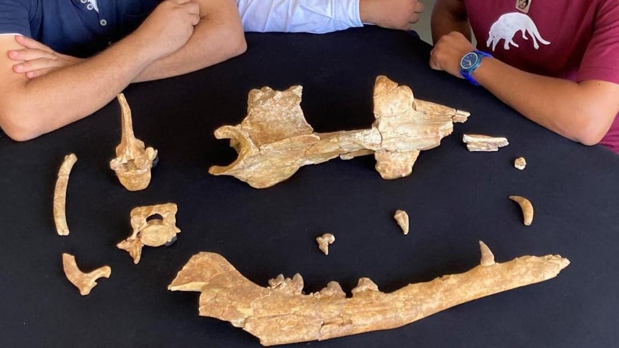 Les os du specimen de la nouvelle espèce de baleine trouvée en Egypte.