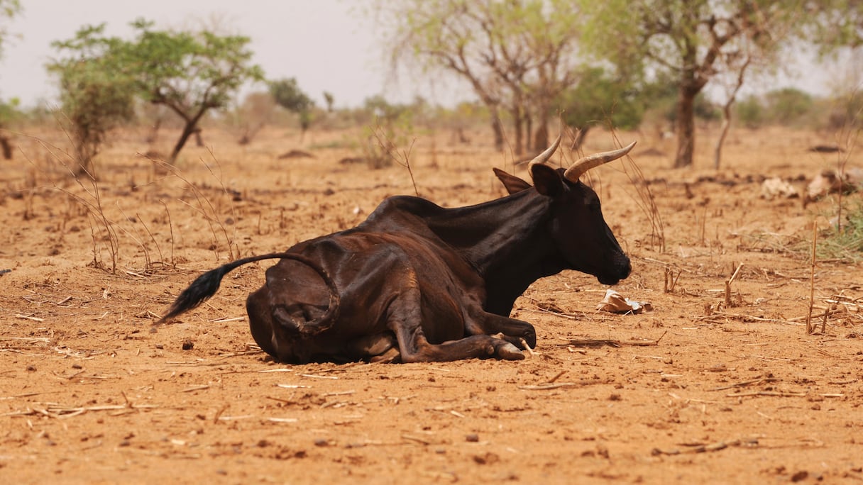 Une vache affamée est vue près de Ouahigouya, au nord du Burkina Faso, le 9 mai 2010. Le gouvernement du Burkina Faso a mis en place des ventes de nourriture en avril, dans le nord du pays, pour lutter contre une crise alimentaire et la sécheresse. La nourriture était vendue à des prix préférentiels dans les régions les plus vulnérables du pays. AFP PHOTO / ISSOUF SANOGO (Photo par ISSOUF SANOGO / AFP)