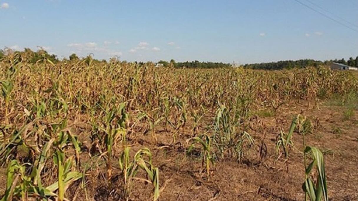 Un champ touché par la secheresse.