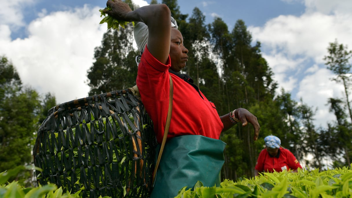 Une agricultrice cueillant des feuilles de thé dans une plantation au Kenya.