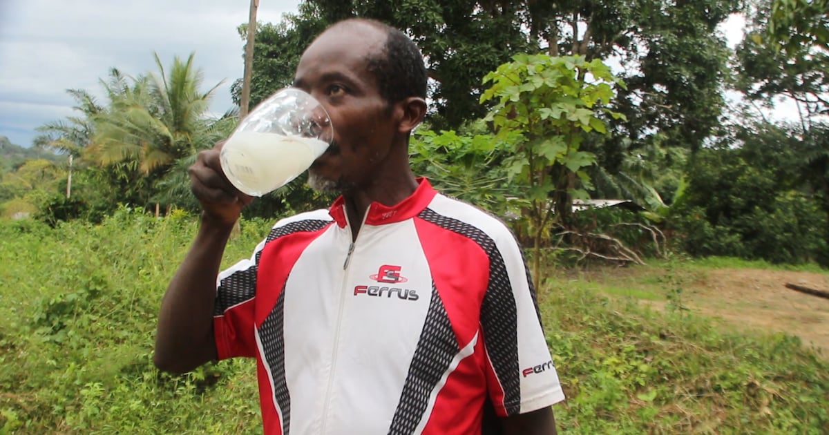 Boissons traditionnelles: au Cameroun, la palme revient au matango ...