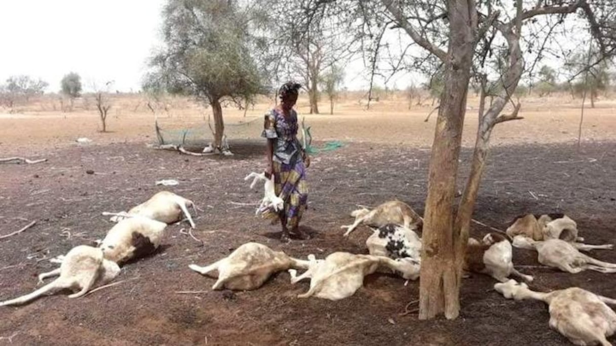 Cheptel mort au Ranch de Dolly.
