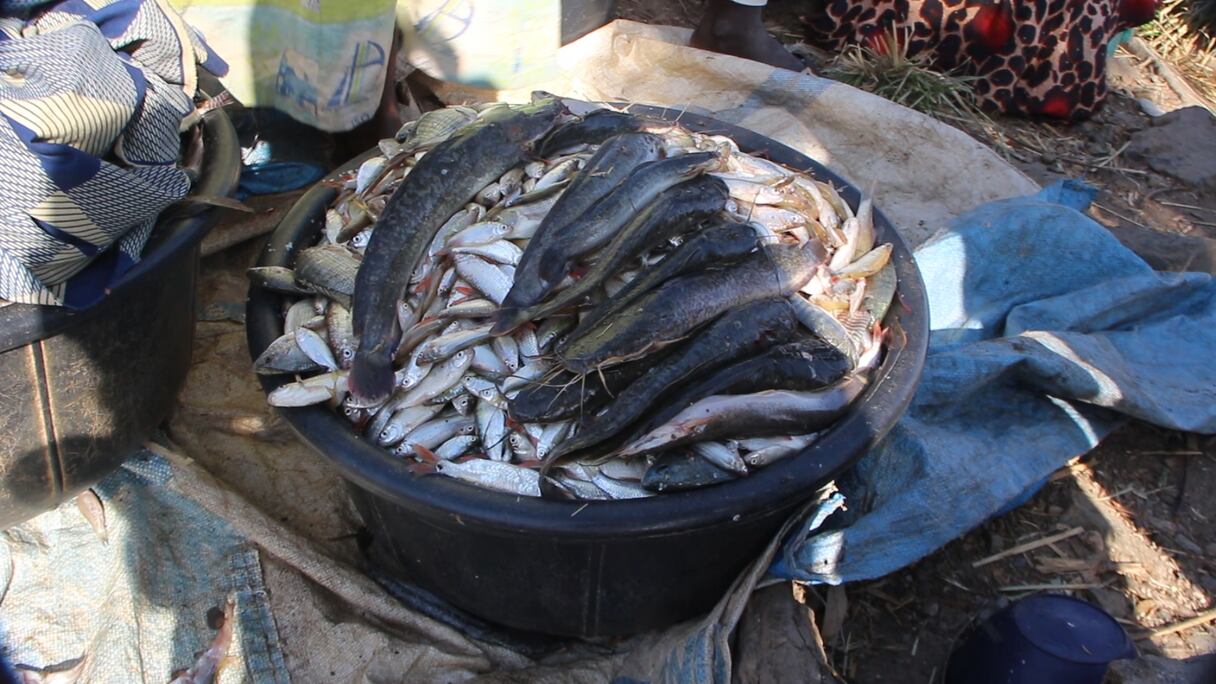 Poissons d'eau douce.