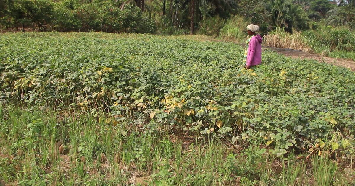 Autosuffisance Autosuffisance alimentaire: après les années fastes, le Cameroun en ...