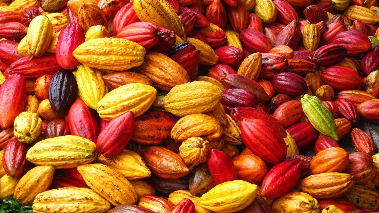 cacao